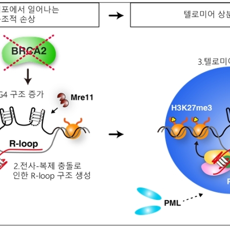 Disruption of G-quadruplex dynamicity by BRCA2 abrogation instigates phase separation and break-induced replication at telomeres