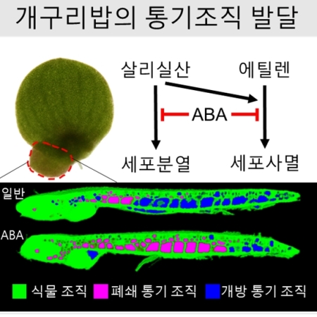 Phytohormonal regulation determines the organization pattern of shoot aerenchyma in greater duckweed (<i>Spirodela polyrhiza</i>)