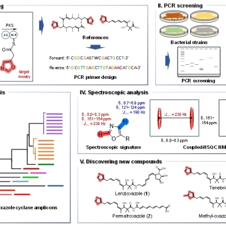 Discovery of Terminal Oxazole-Bearing Natural Products by a Targeted Metabologenomic Approach