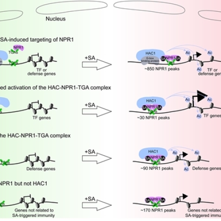 Genomic overview of INA-induced NPR1 targeting and transcriptional cascades in Arabidopsis