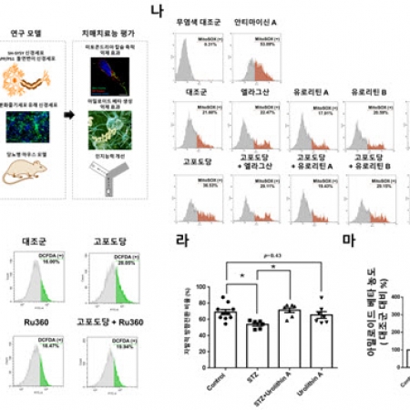 Urolithin A suppresses high glucose-induced neuronal amyloidogenesis by modulating TGM2-dependent ER-mitochondria contacts and calcium homeostasis